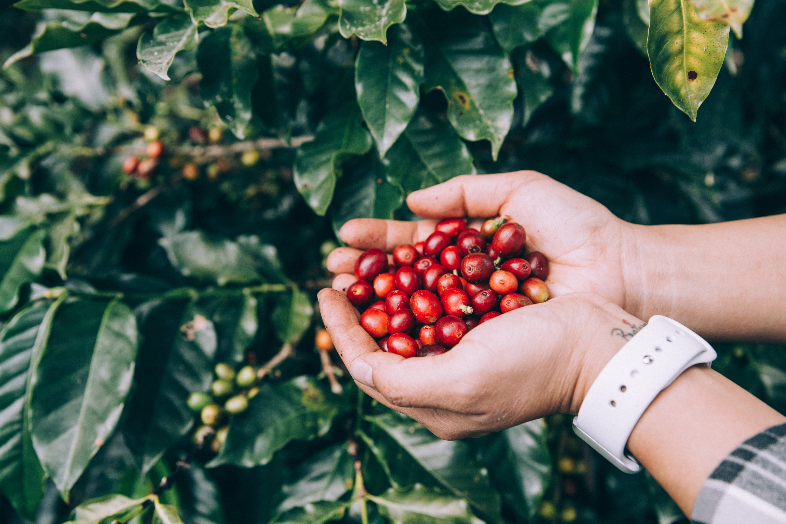 A man is holding freshly picked coffee beans