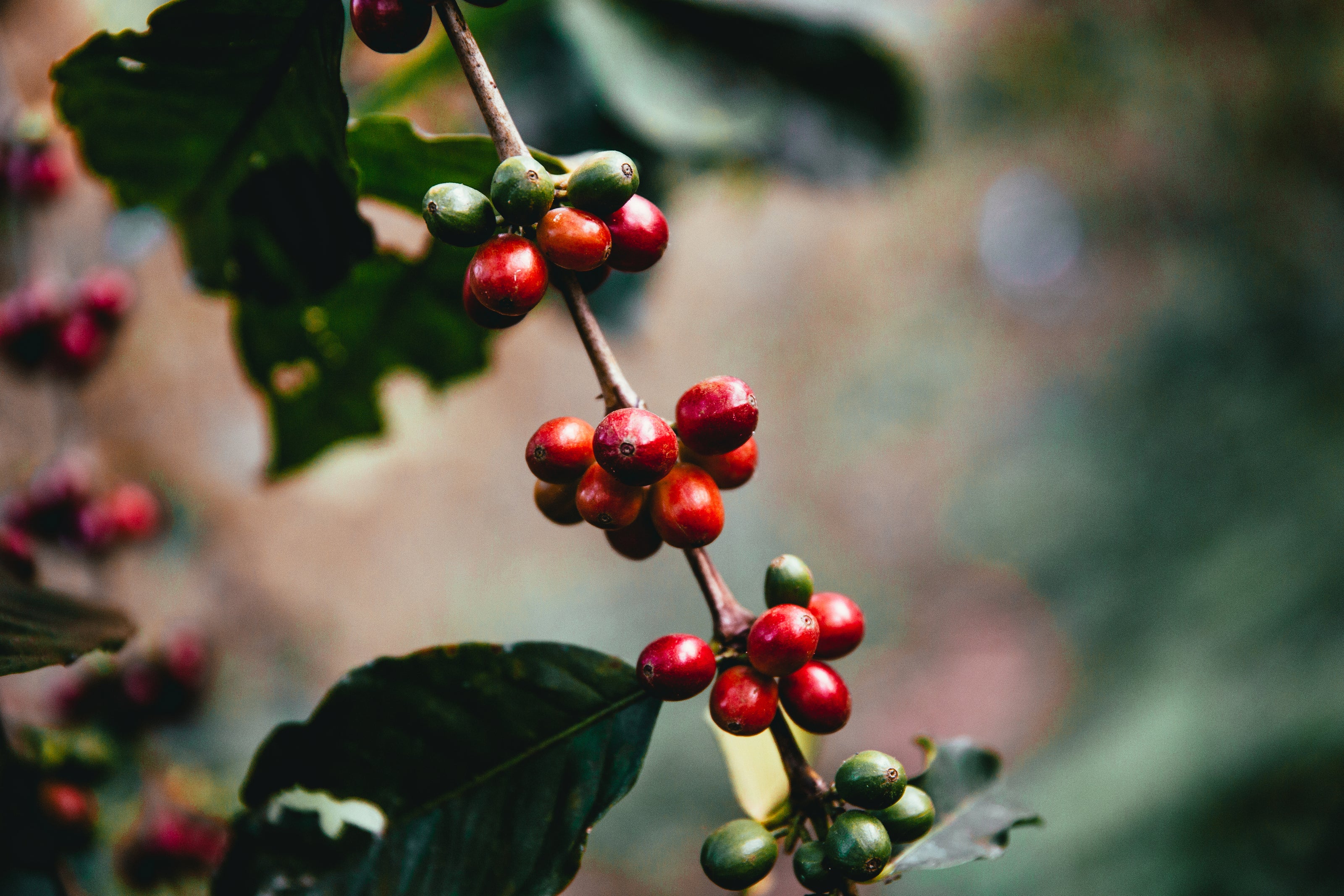 Raw coffee beans on a branch of a coffee tree